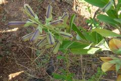 Crotalaria spectabilis